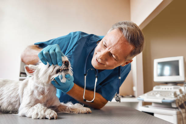 Best Emergency Treatment for Toothache in Sneads, FL